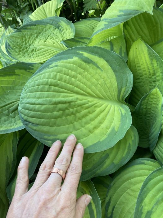 Hosty żurawki piękne okazy