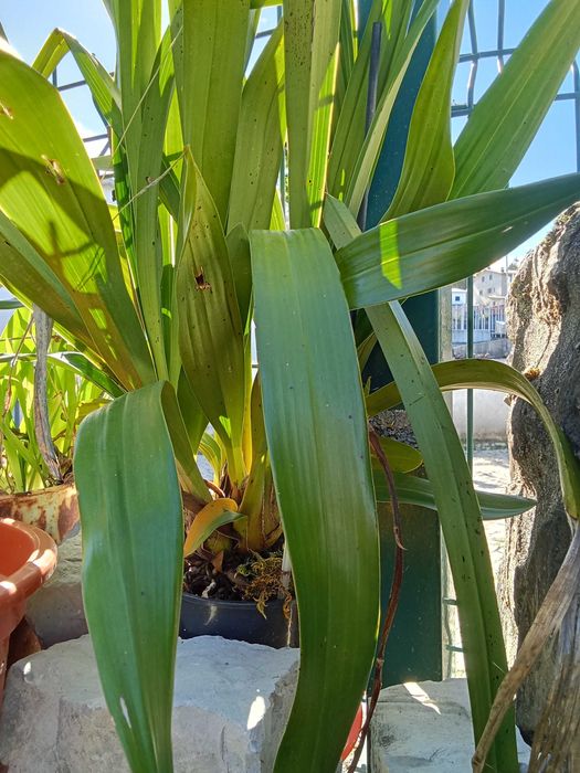 Orquídeas raras em vaso