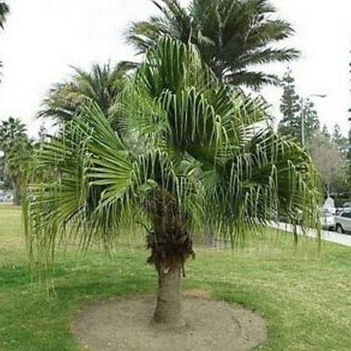 Palmeiras de leque da china, Livistona chinensis