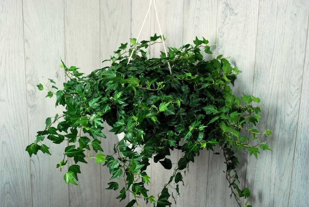 Bluszcz Pospolity 'Maple Queen' -Hedera Helix