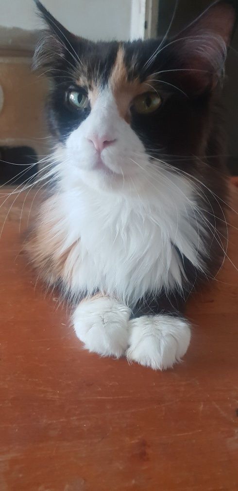 Kotka Maine Coon