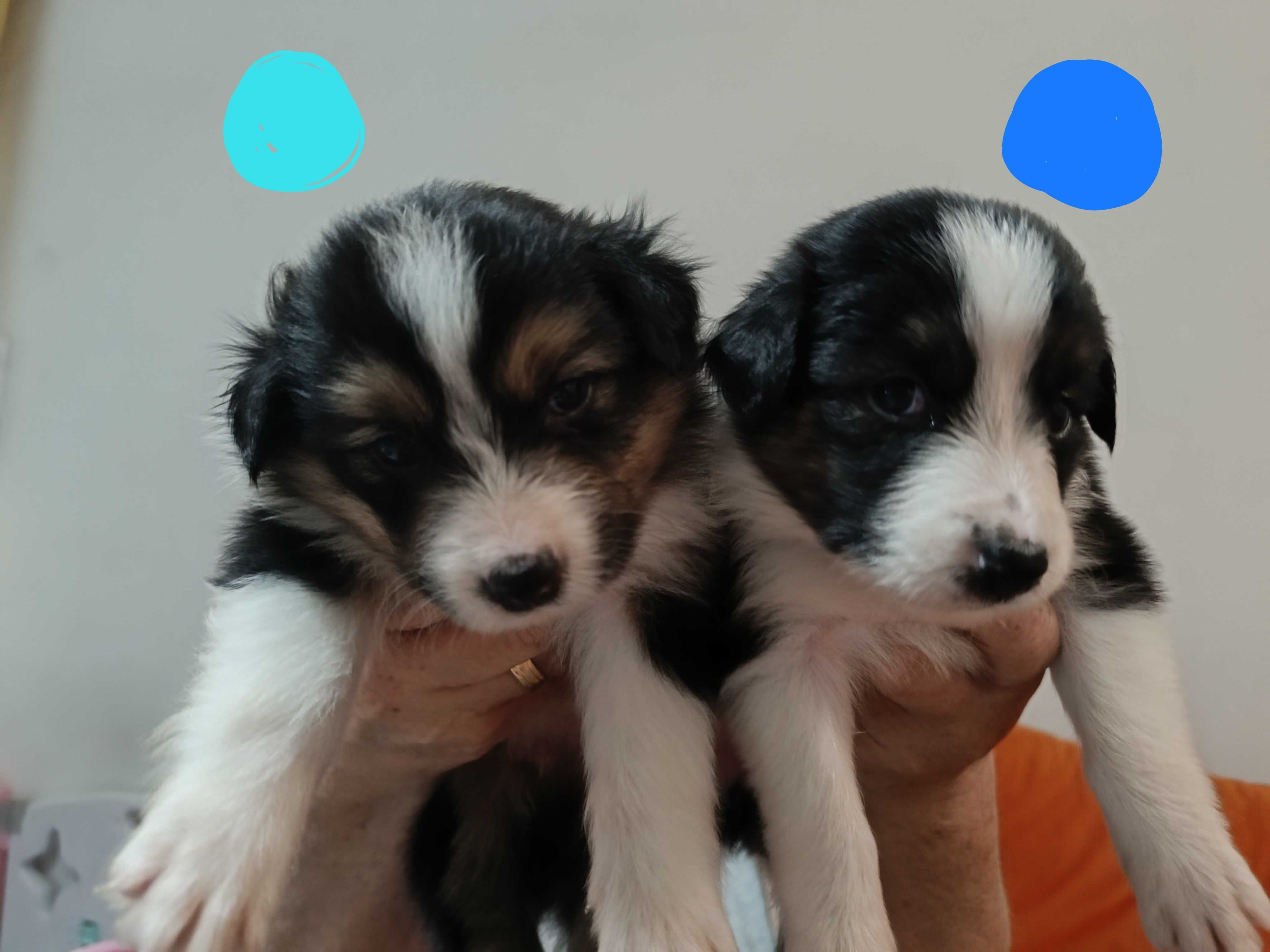 Szczeniaki Border collie z rodowodem TRI COLOR do rezerwacji