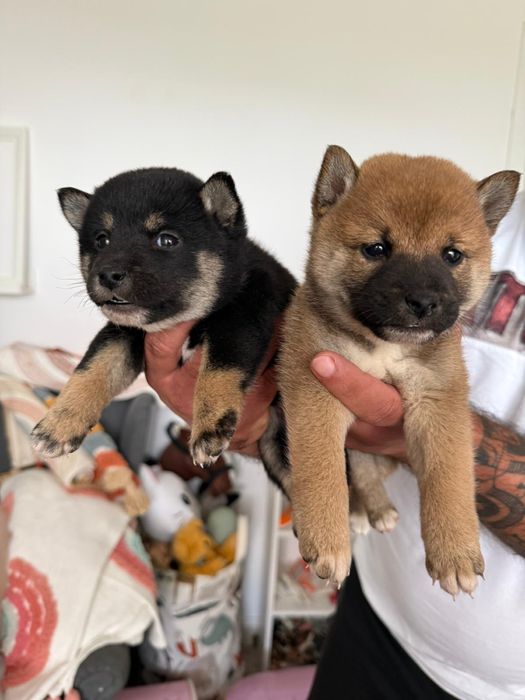 Shiba inu szczeniak ostatni gotowy do odbioru