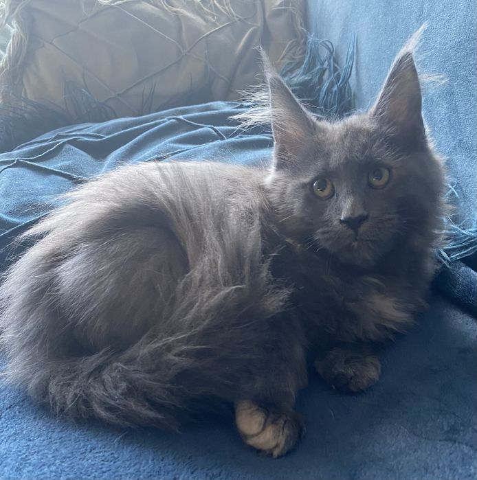 Blue cream kotka maine coon EXTASY Enklawa*PL