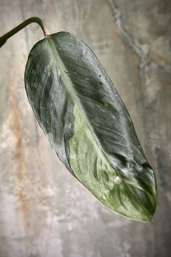 Philodendron domesticum Jose Buono - Filodendron variegata, pędówka