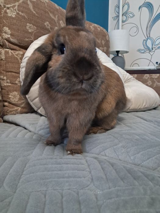 Віддам кролика самовивіз