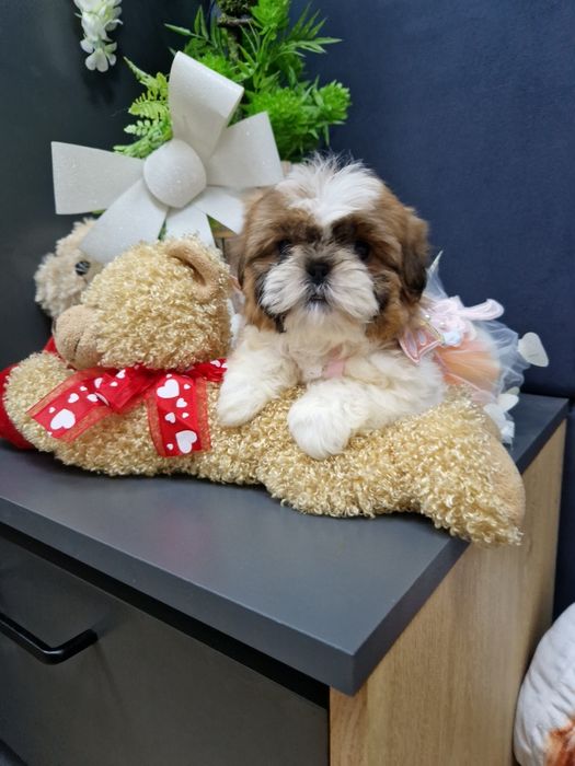 Kochane malusie Shih-tzu miniaturka z legowiskiem I wyprawką