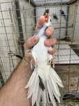 Ring necks adultos