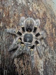 Grammostola pulchripes 4.5/5dc SAMICA