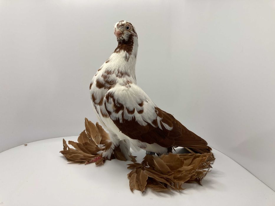 Motyl warszawski czerwony samica