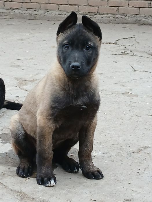 Бельгійська вівчарка