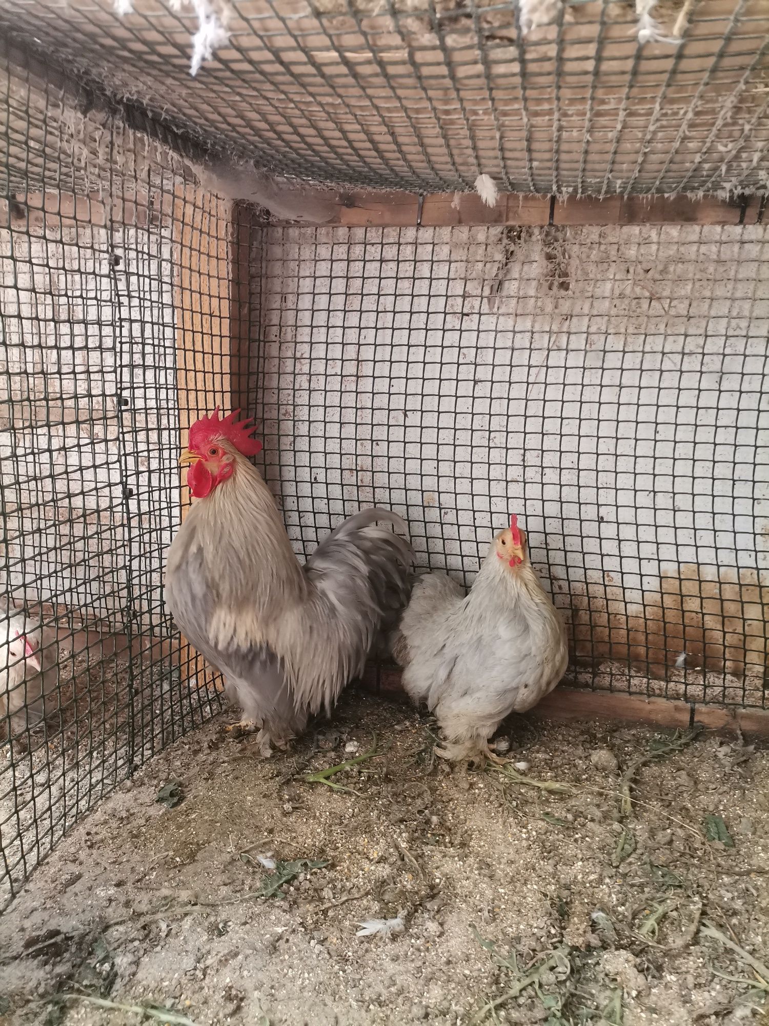Ovos Pekin galados