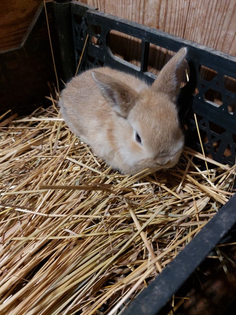 Продам декоративного чудо кроликова
