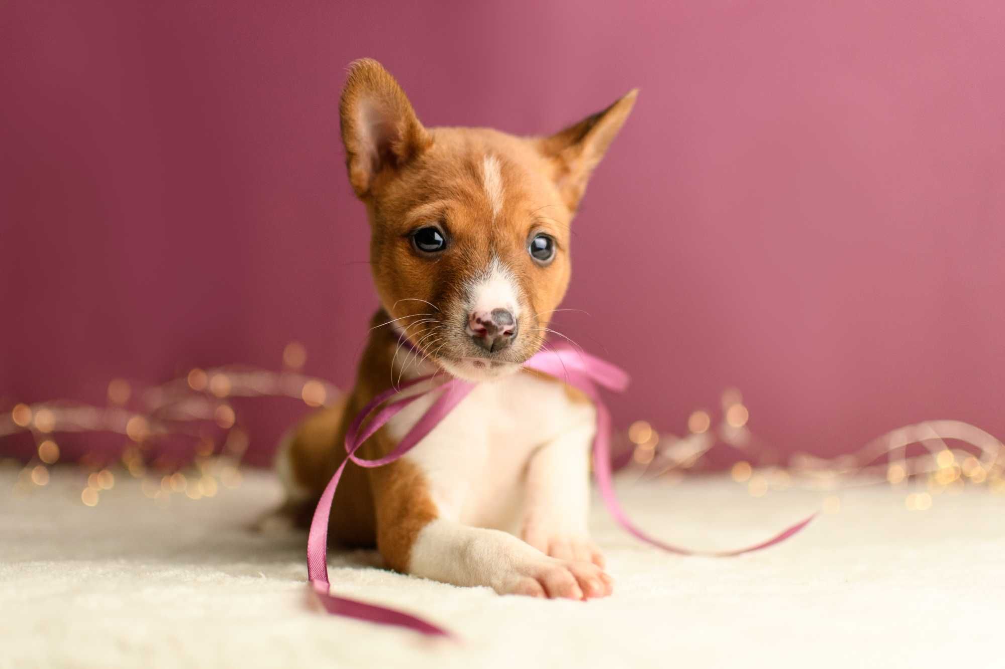 Прекрасная девочка басенджи (basenji)