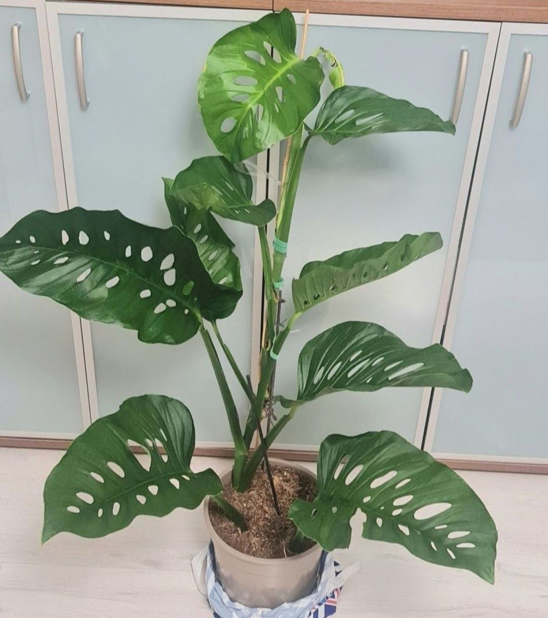 Monstera Lechleriana noid,ogromna pędówka