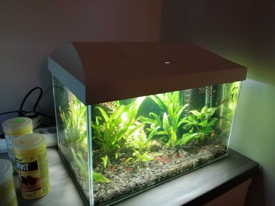 Akwarium wyprzedaż 2 sztuki rośliny ryby krewetki osprzęt optiglass