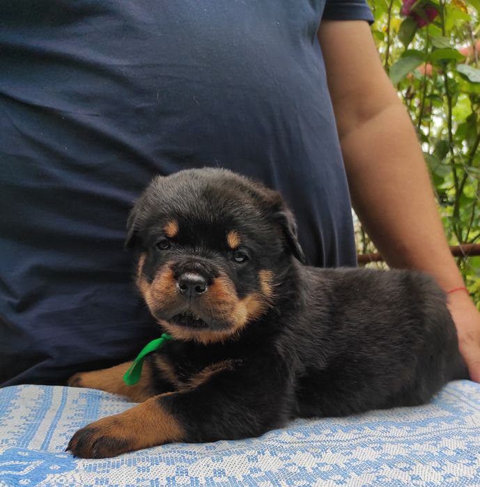 Вільні 2 хлопчики