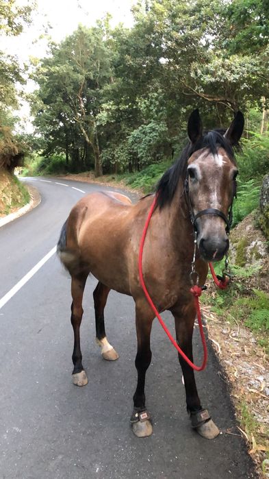 Cavalo 4 anos bom para crianças