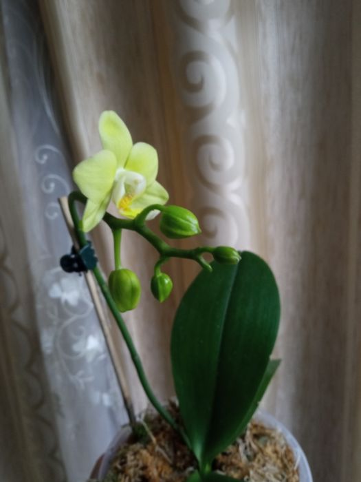 Орхідея Taida smail Little green