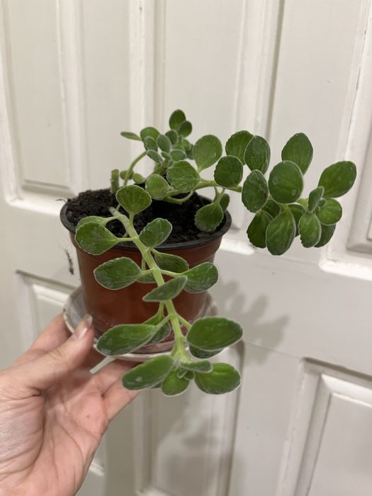 Комнатная   мята