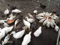 Kaczki staropolskie Pekin mulard dzikie