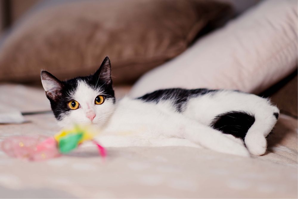 4 miesięczny Jaś i Staś szukają domu razem lub osobno!