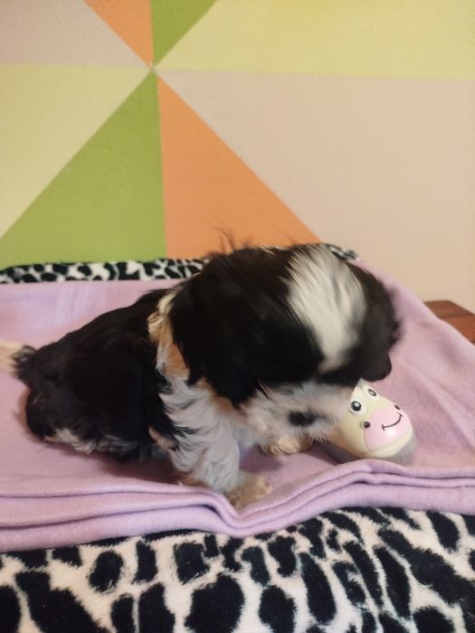 Szczeniaczek Piesek shih tzu