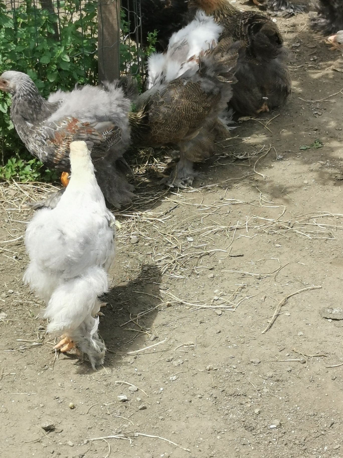 Brahmas pedriz dark