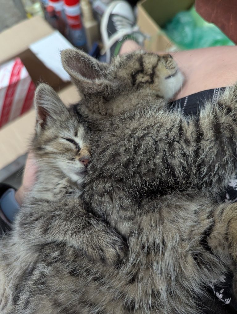 Кошеня, кошенята, котик