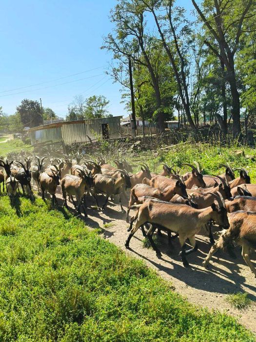 Альпійські Кози козли козлики