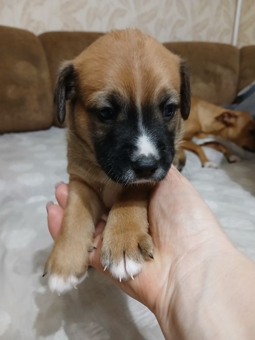 Метиси Стафа і Пітбульки