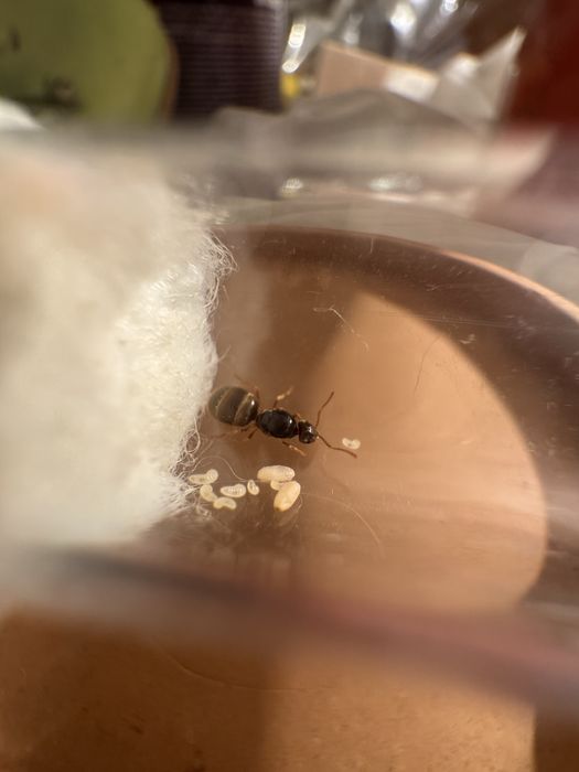 Lasius flavous 1q + potomstwo