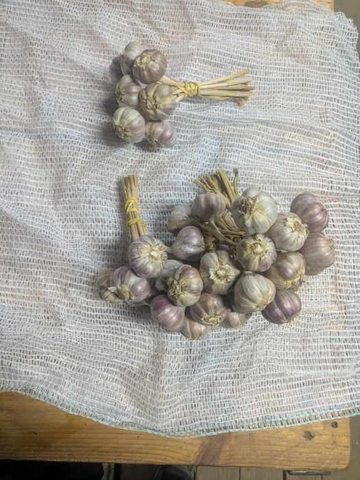 Czosnek Harnaś 100 szt.