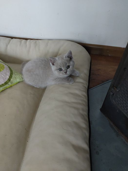 Kotka brytyjska liliowa