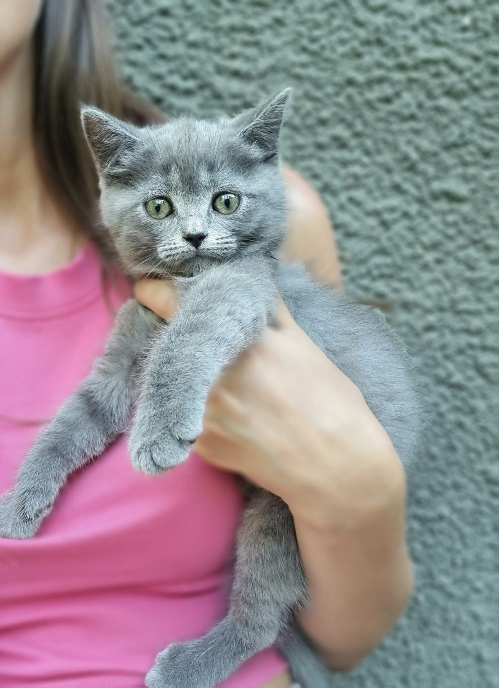 Грайливі кошенята