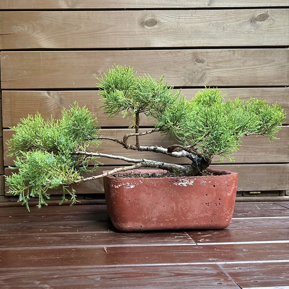 Jakowiec chinski bonsai w recznie wykonanej betonowej donicy