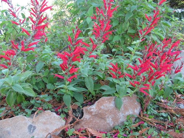 Plantas Sálvia ananás