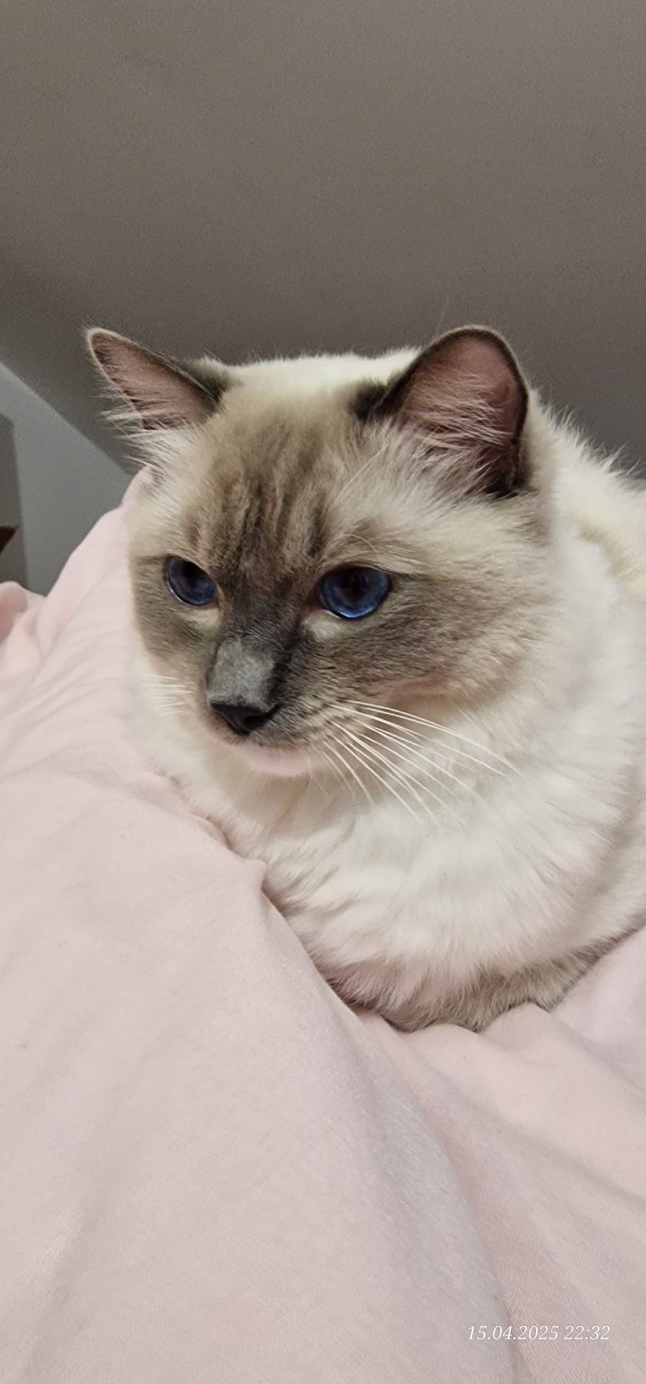 Ragdoll blue mitted z całą wyprawką
