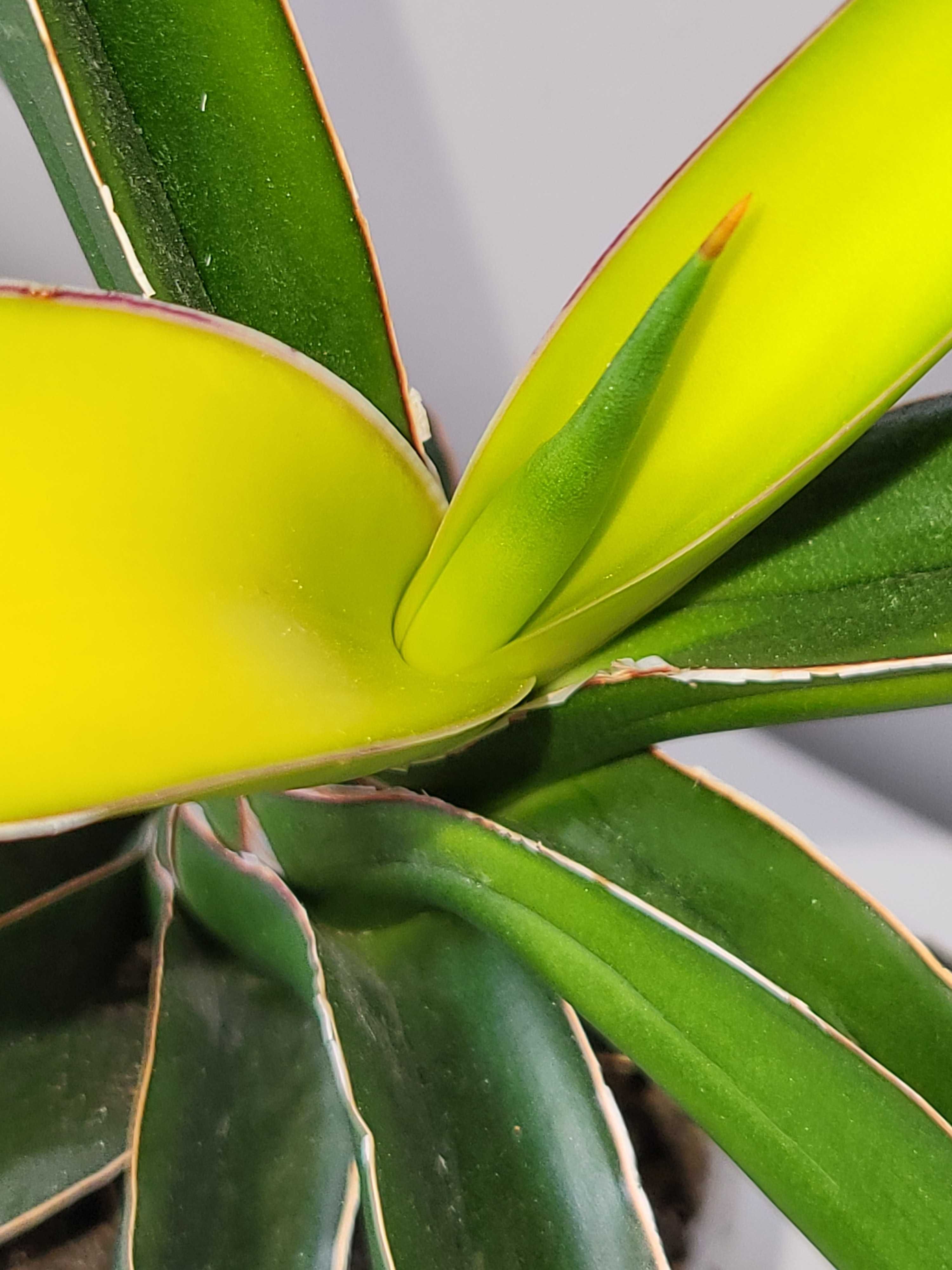 Sansevieria ‘Star Canary” sansewieria - duża roślina
