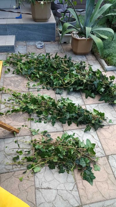 Вуличний вічнозелений плющ