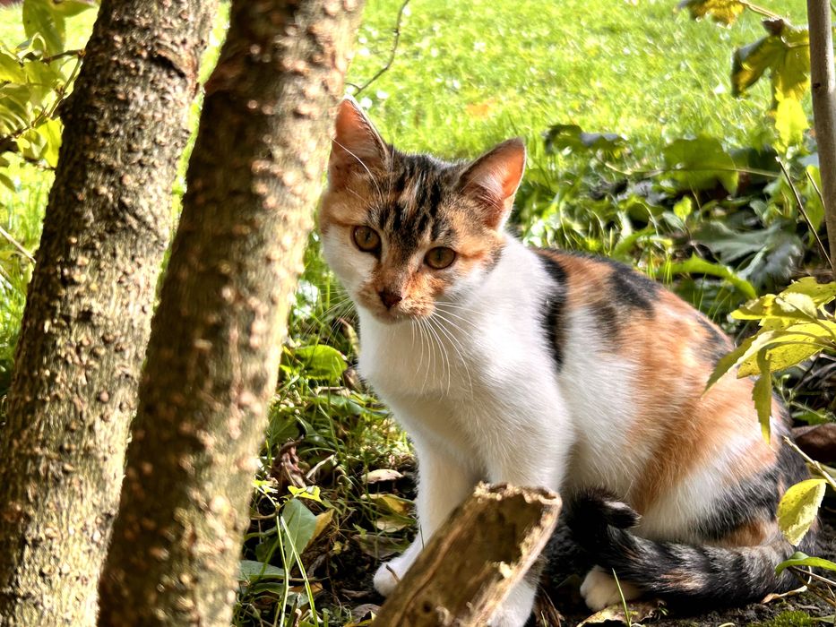 Oddam kotę w dobre ręce