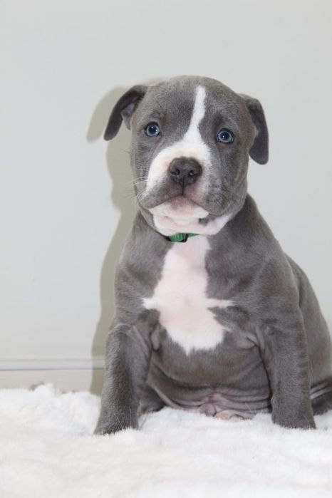 Amstaf Amstaff Amstaffy American Staffordshire Terier