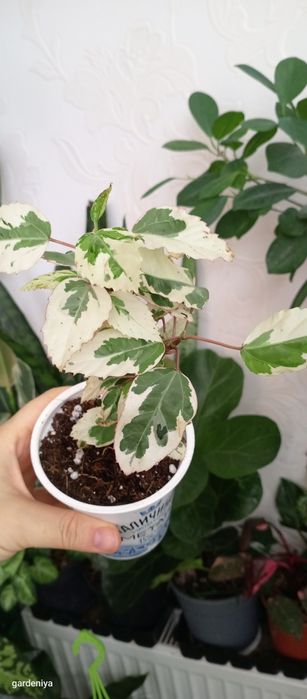 Сінгоніум пілея гібіскус вар сансевієрія лірата