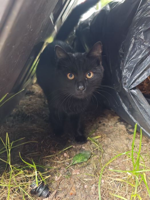 Kotek bezdomny szuka domu przed zimą