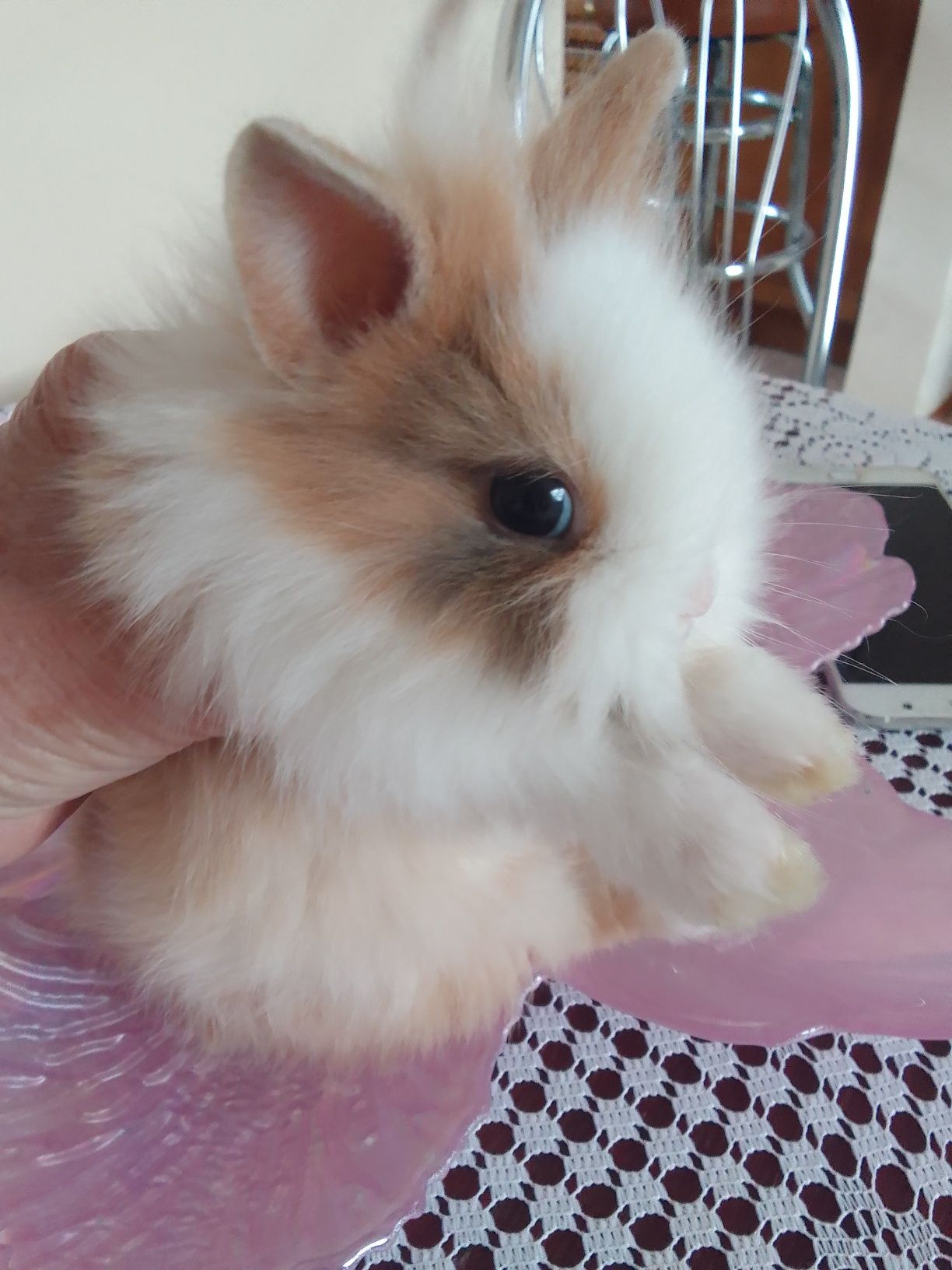 Królik miniaturka teddy
