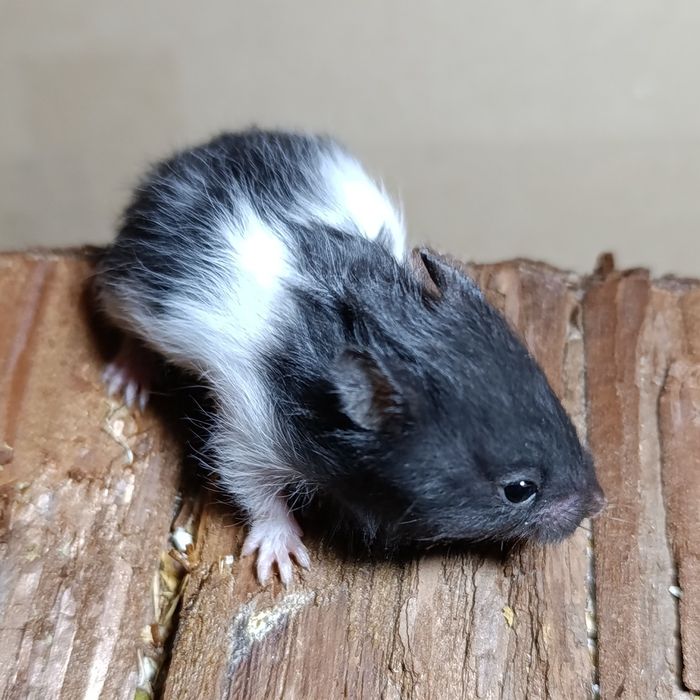 Хом'ячок домашній (чорно-білого кольору)