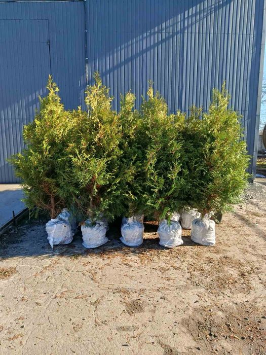 Туї оптом від 10 шт (брабанти, смарагд, блю ероу)