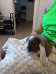 Coelhos orelhudos mini lop