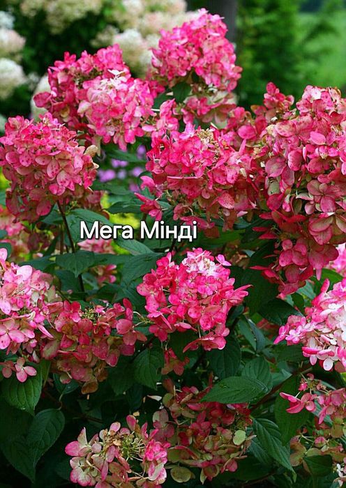 Гортензія волотиста, метельчастая