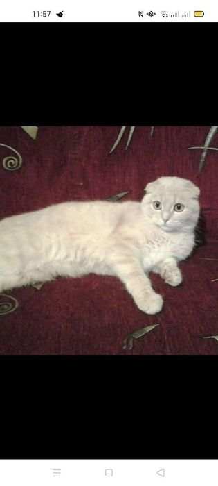 Кот в хорошие руки